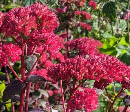 Sedum 'Red Cauli'