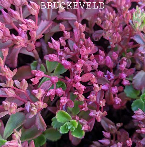 Sedum spurium 'Schorbuser Blut'