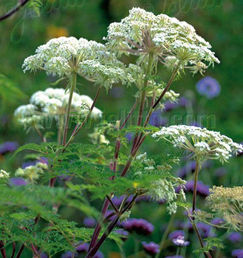 Selinum wallichianum (tenuifolium)