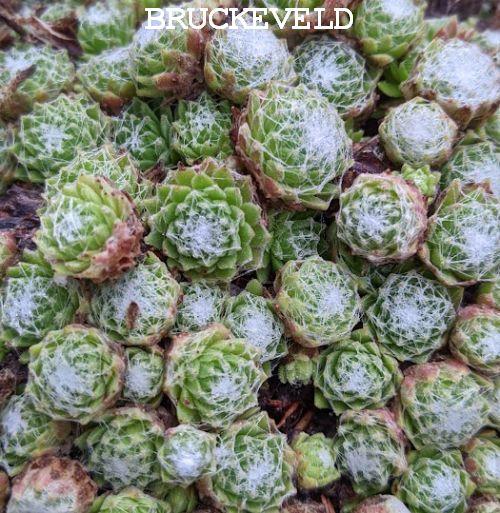 Sempervivum arachnoideum