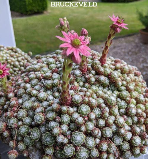 Sempervivum arachnoideum