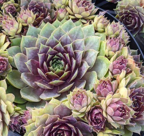 Sempervivum 'Pink Pomello'