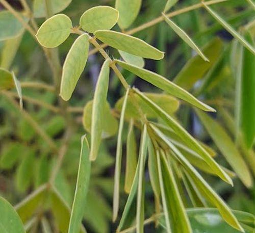 Senna hebecarpa (Cassia)