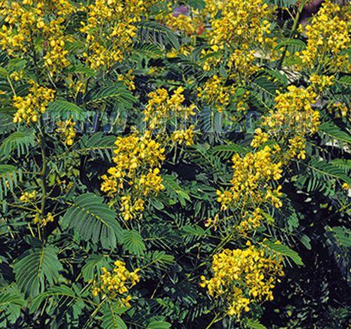 Senna hebecarpa (Cassia)