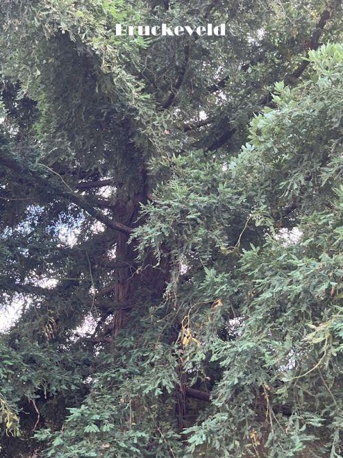 Sequoia sempervirens