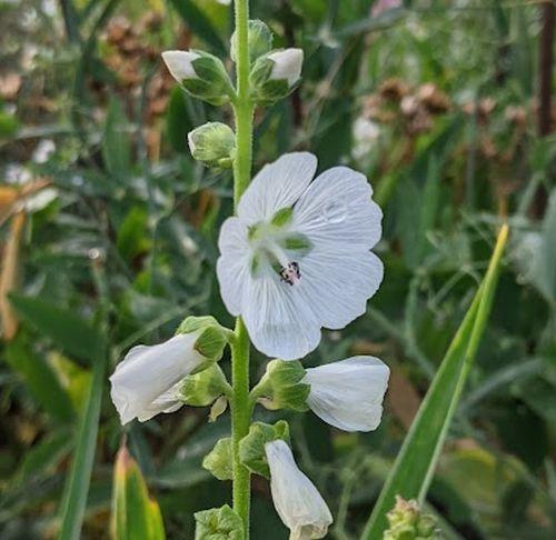 Sidalcea candida 'Bianca'
