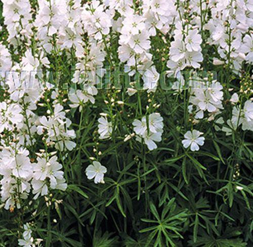 Sidalcea candida 'Bianca'