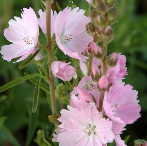 Sidalcea 'Elsie Heugh'