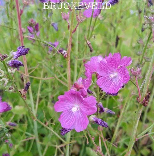 Sidalcea 'Partygirl'