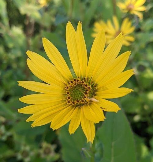 Silphium  perfoliatum