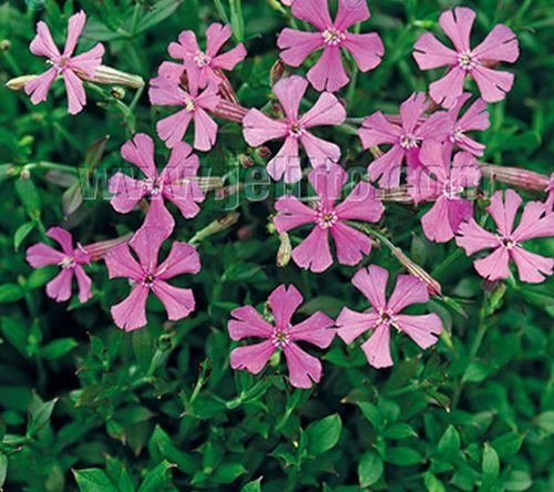 Silene schafta 'Splendens'