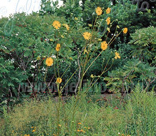 Silphium terebinthinaceum