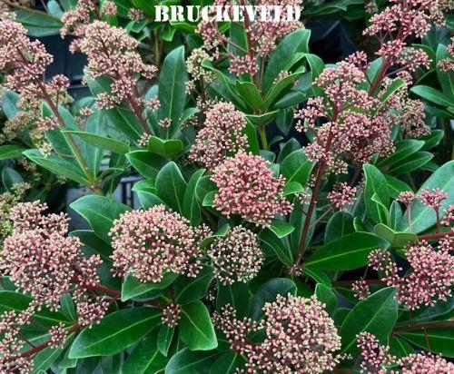 Skimmia japonica 'Rubella'