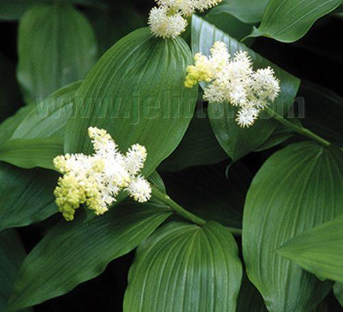 Smilacina racemosa