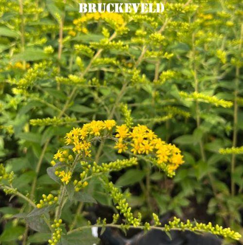 Solidago rugosa 'Fireworks'