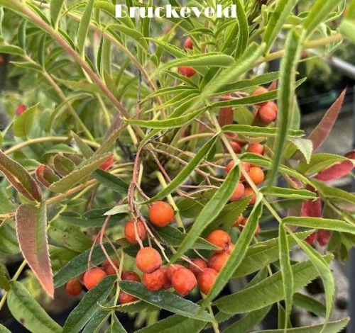 Sorbus 'Dodong'