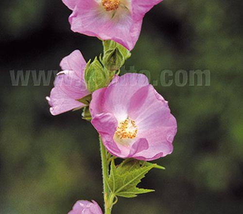 Spaeralcea remota (Iliamna)