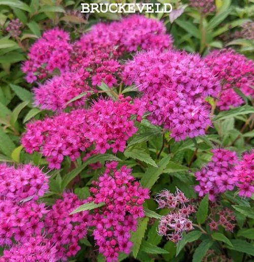 Spiraea japonica  'Anthony Waterer'