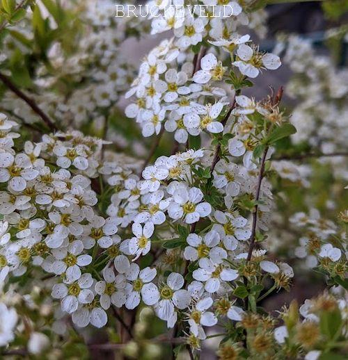Spiraea arguta