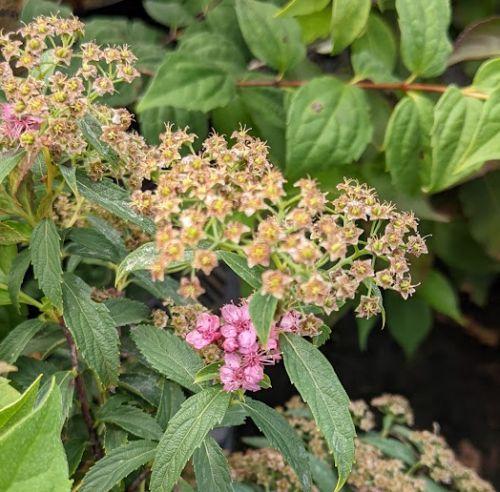 Spiraea japonica  'Genpei' (Shirobana)