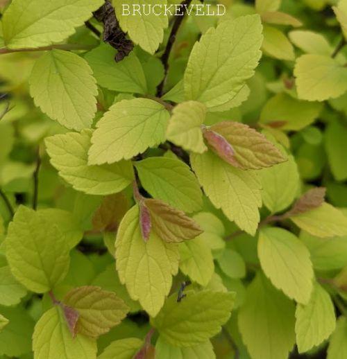 Spiraea japonica  'Golden Princess'
