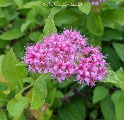 Spiraea japonica  'Golden Princess'