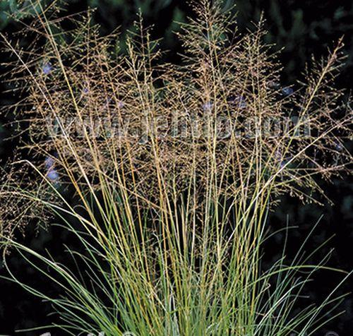 Sporobolus  airoides