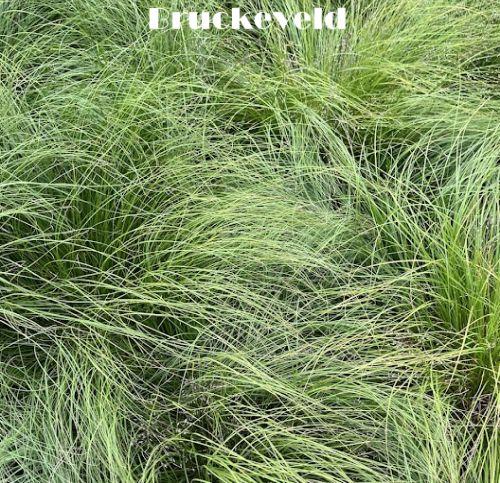 Sporobolus heterolepsis