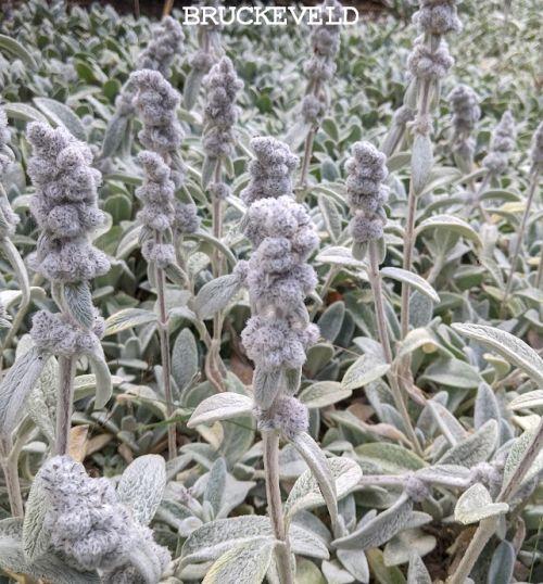 Stachys byzantina