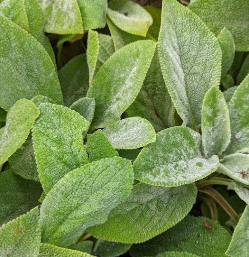 Stachys byzantina 'Cotton Boll'