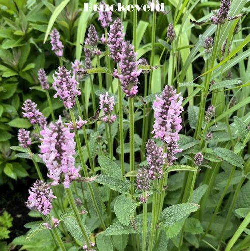 Stachys monieri
