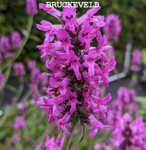 Stachys monieri