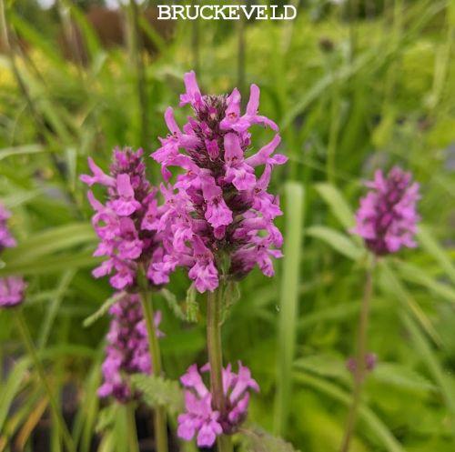 Stachys monieri