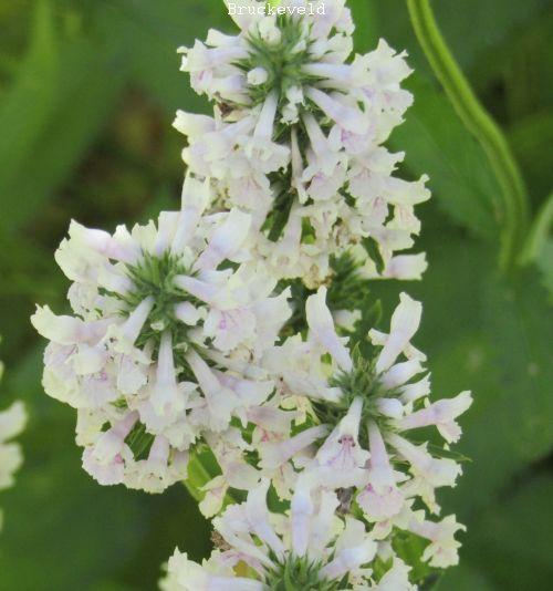 Stachys discolor  (nivea)