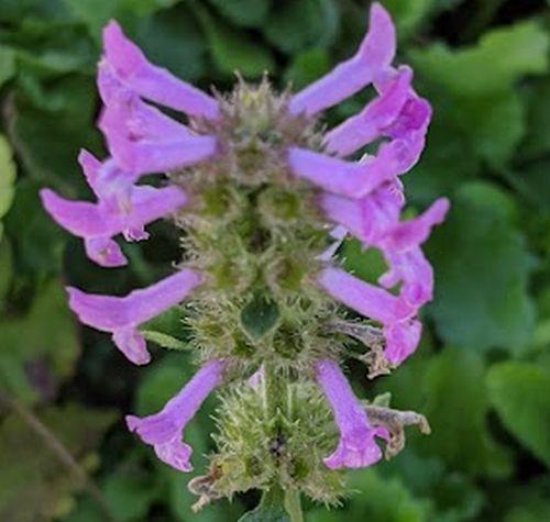 Stachys officinalis