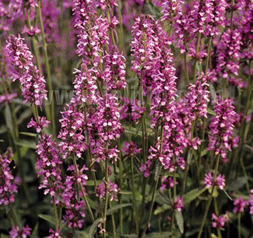 Stachys officinalis