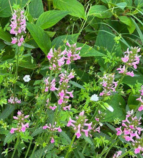 Stachys officinalis 'Pink Cotton Candy'