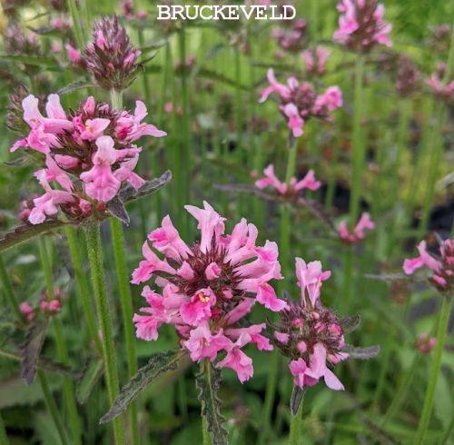 Stachys officinalis 'Saharan Pink'