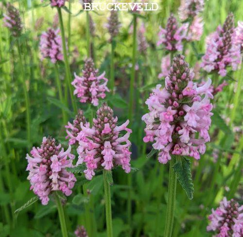 Stachys orientalis
