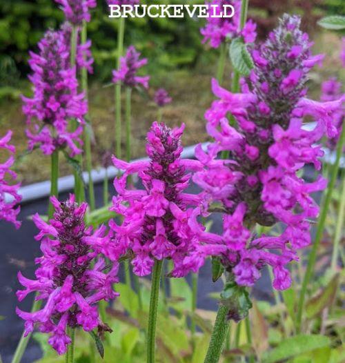 Stachys 'Summer Romance' PBR