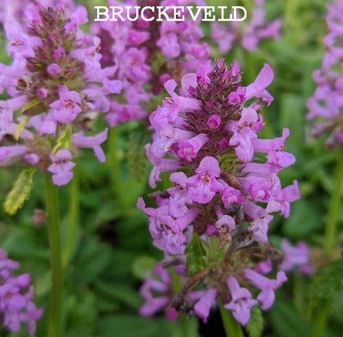Stachys officinalis 'Ukkie'