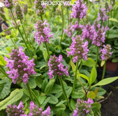 Stachys officinalis 'Ukkie'