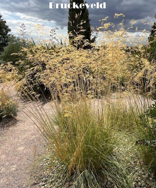 Stipa gigantea