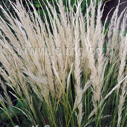 Stipa ichu
