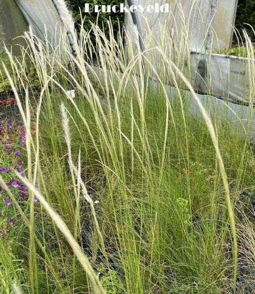 Stipa ichu