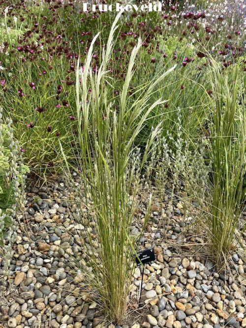 Stipa pseudoichu