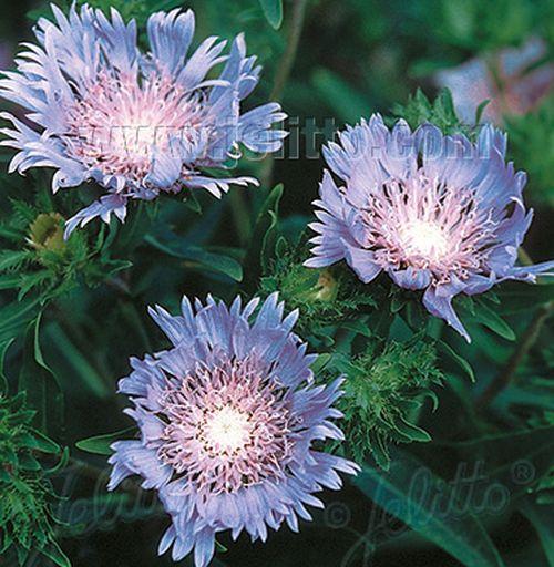 Stokesia laevis