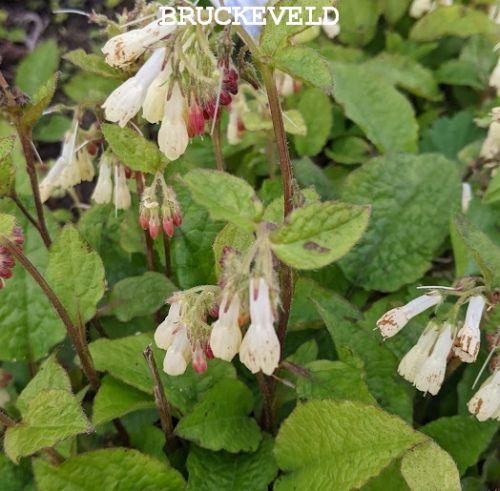 Symphytum grandiflorum