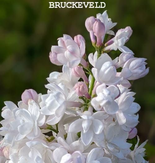 Syringa vulgaris 'Beauty of Moskow'