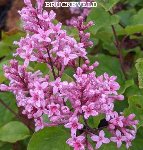 Syringa meyeri 'Flowerfesta ® Pink'